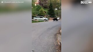 Orso ruba cibo da dentro un'auto