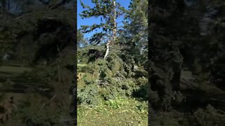 Hurricane Fiona Tree Damage 🌳