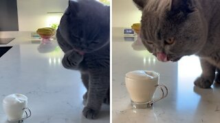 Cat Has An Adorable Way Of Tasting 'Catuccino'
