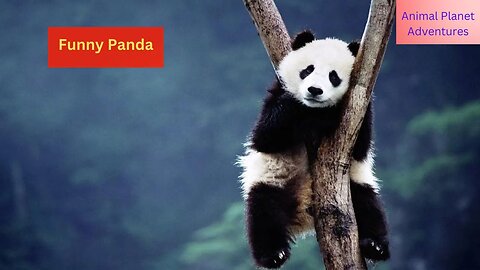 Funny Panda animal world