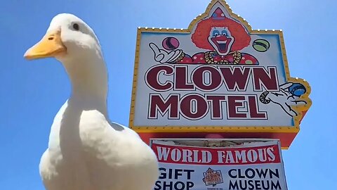 I took my duck to the Clown Motel 🤡🦆
