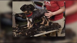 24 dogs rescued from hoarding situation
