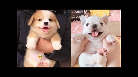 Cute Puppies 😍 Cute Funny and Smart Dogs Compilation