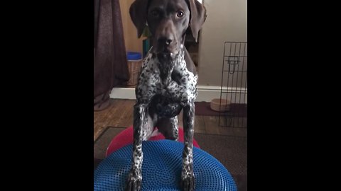 Athletic dog performs core fitness exercises