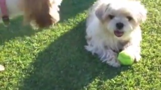 Puppy bullied by bigger dogs, bravely holds his ground