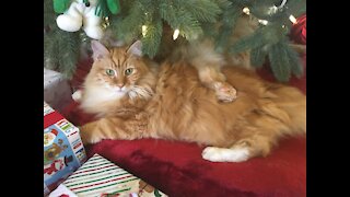 Goofy Maine Coon Cats at Christmas!