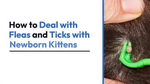 11 Steps to Deal with Fleas and Ticks with Newborn Kittens | Daily Needs Studio