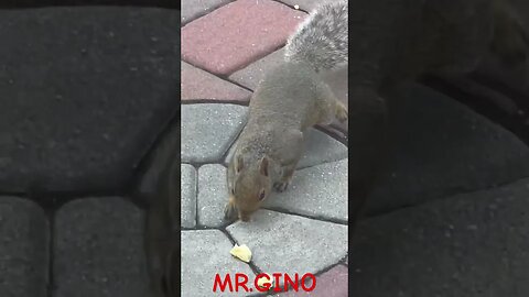 Gino The Squirrel 🐿️