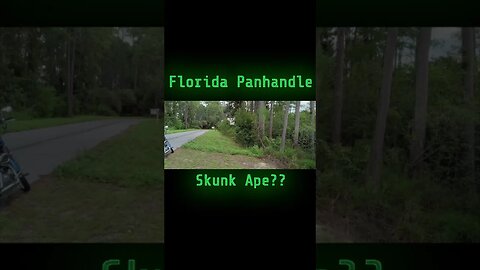 WHAT IS IT??SKUNK APE? NEPHILIM? #shortsvideo #explore #subscribe #halloween #paranormal #florida