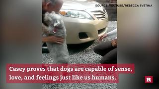 Dog passes out over joyful reunion with owner | Rare Animals