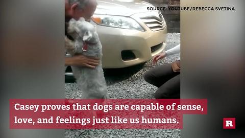 Dog passes out over joyful reunion with owner | Rare Animals