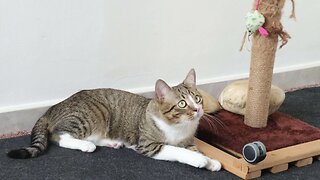 The Broken Scratching Post Is the Favorite Spot of the Cat