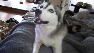 Vocal Husky gets bored, whines to get some attention