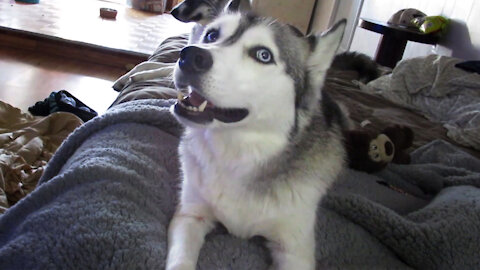 Vocal Husky gets bored, whines to get some attention