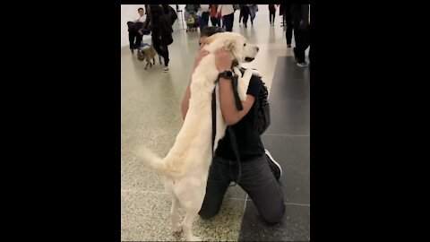 Super Excited Doggo Dives in for Airport Reunion __ ViralHog