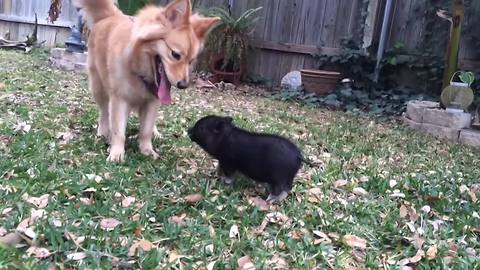 "Pet Dogs Love Pet Pigs | Unlikely Animal Friendships Compilation"