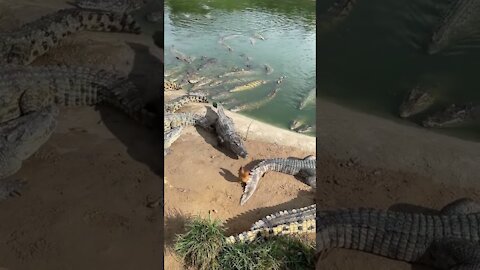 Cruel Farmer Feeds Live Chicken To Crocodiles 🐟