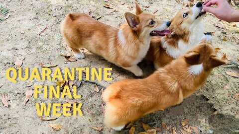 Shinji The Corgi- Corgi Playdate 3