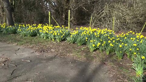 Wild daffs bright yellow cheers me up