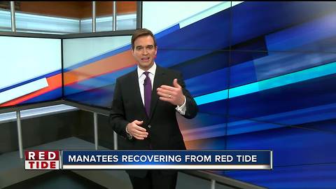 High concentrations of red tide now in several Tampa Bay area counties