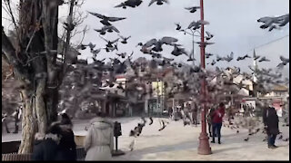 Dog chases the pigeons in city center