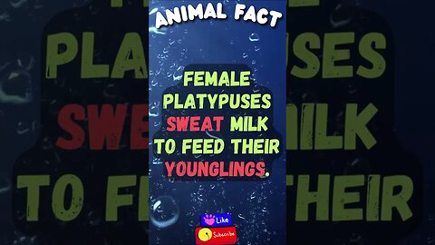 Discover Fascinating Animal Facts👀 #shorts #shortsfact #animalfacts #funfactsshorts #fauna #platypus