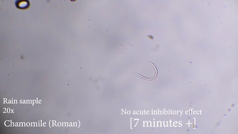 2022-06-30 Moving organisms on Chamomile (Roman)