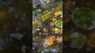 Koi, Goldfish, Jewel Cichlid Pond #short #shorts #fishpond