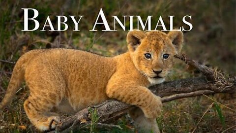 Baby Animals 4K - Amazing World Of Young Animals | Scenic Relaxation Film