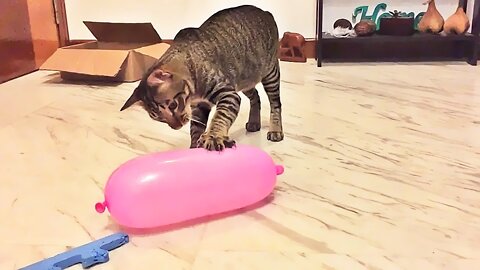 Cat's reaction playing with Balloon Funny Cat Compilation
