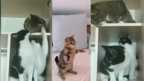 ♥️videos of cutest Pets in the world.😂😹 funny cats😅Are you ready for that? 😺🐈