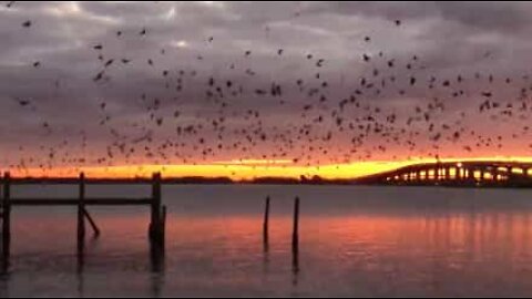 Cette nuée d'oiseaux embellit un coucher de soleil