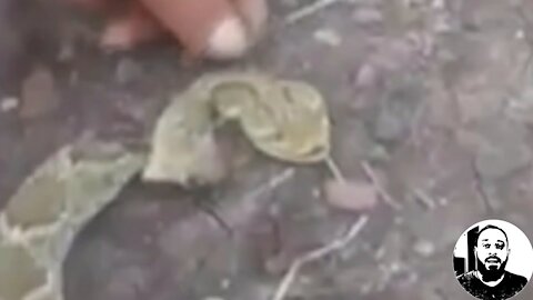 Cascavel decapitada picou agricultor - Biólogo Henrique o Biólogo das Cobras