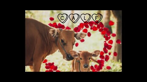 calf video , #cute calf#