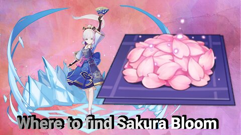 How to find Sakura Bloom in Genshin Impact