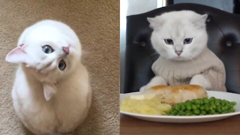 ANIMAL LAND - My lovely cat is eating food. | Cute & Funny Cat Video #7