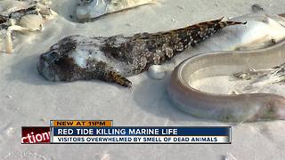 Tourists shocked to see dead fish on Siesta Key beach