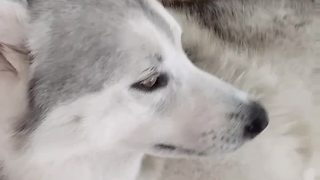 Belly rub highly requested by husky