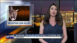 Mountain lion killed after fatally attacking pet dog near Cascade