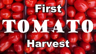 Hydroponic Tomato Farming \ How We Grow and Harvest Grape Tomatoes in Greenhouses