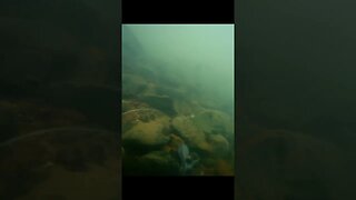 Underwater Footage in the Tennessee River