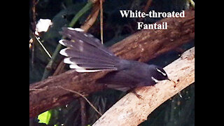 White-throated Fantail bird video