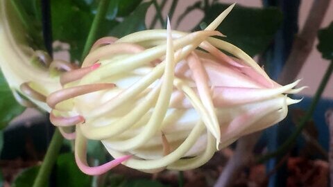 Nishagandhi / Brahma Kamalam - Flower opening