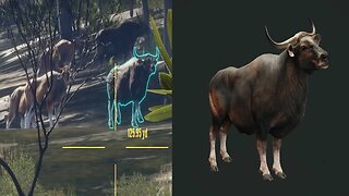 Banteng Hunt Emerald Coast COTW