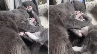 Cat Literally Holds Down Rescue Kitten To Give Him Kisses