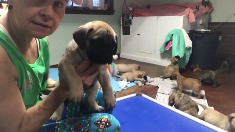 LonelyCreek Tuffy litter. Six wk old.