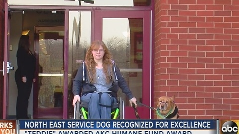 Service dog from Cecil County honored for excellence
