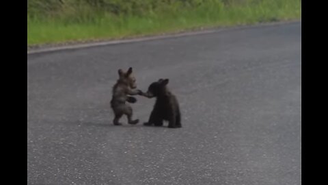 Baby Bears Wrestle In The Road