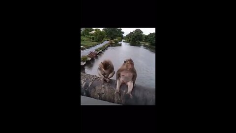 animals funny 🤣 video 📸