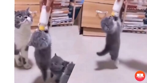 Cat stand up with bottal of milk so cute